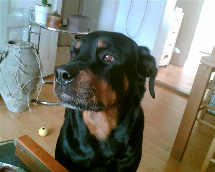 Rottweiler Malou (1997-2008) - dejlige malou billede 15