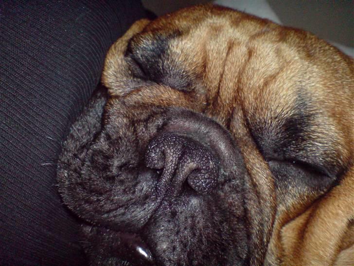 Fransk bulldog Lancome´s Viablo billede 8