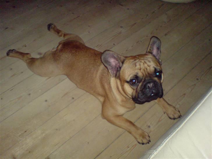 Fransk bulldog Lancome´s Viablo billede 9