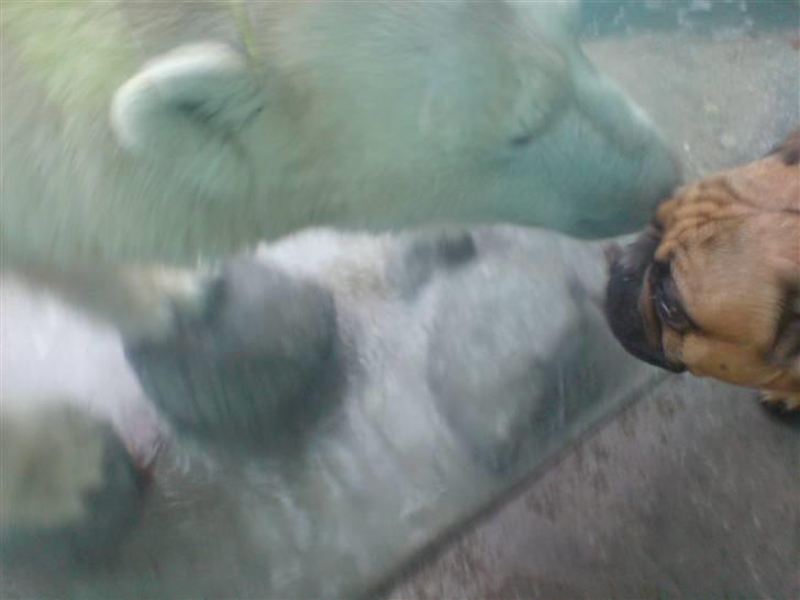 Fransk bulldog Lancome´s Viablo billede 10