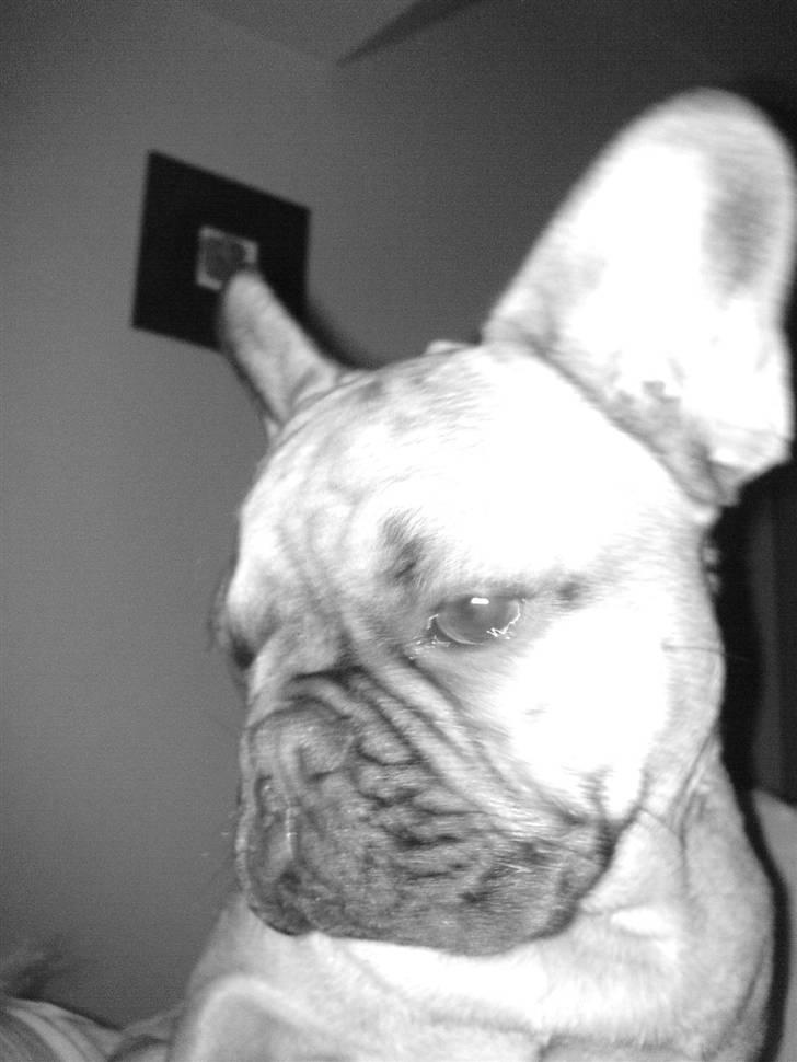 Fransk bulldog Lancome´s Viablo billede 11