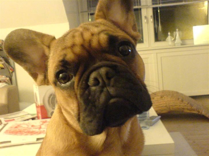 Fransk bulldog Lancome´s Viablo billede 12