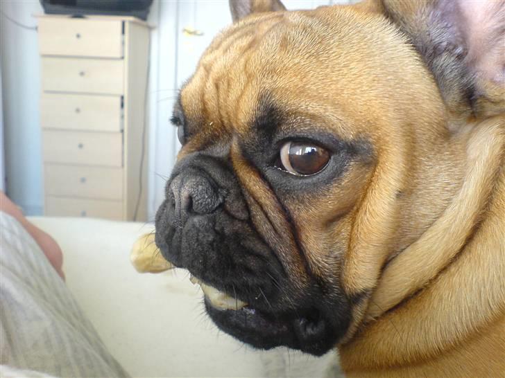 Fransk bulldog Lancome´s Viablo billede 13