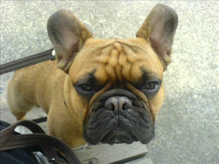 Fransk bulldog Lancome´s Viablo billede 14