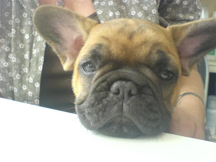 Fransk bulldog Lancome´s Viablo billede 15