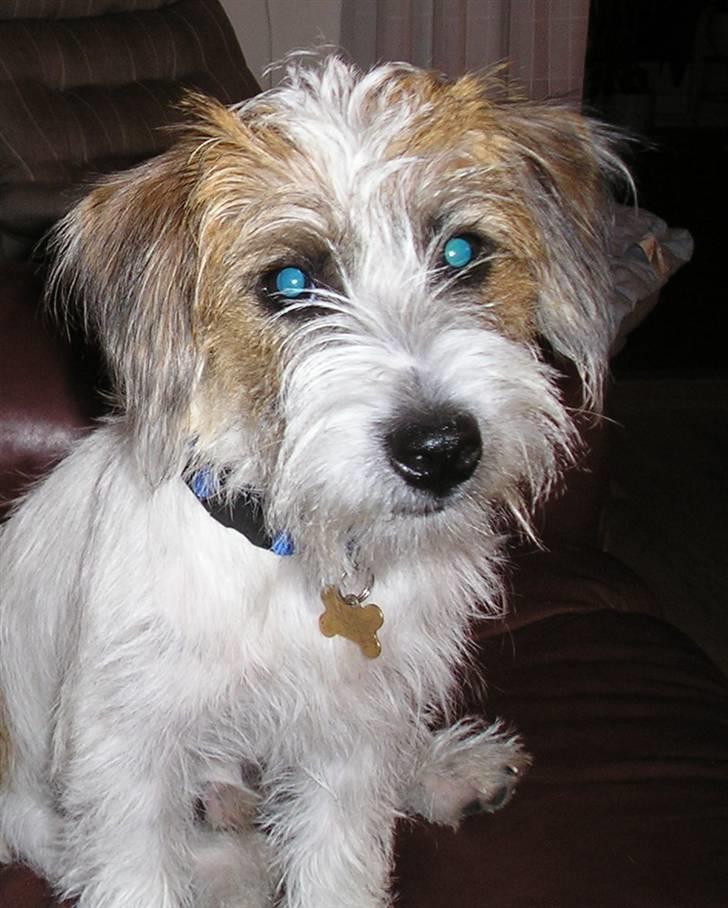 Jack russell terrier bobby billede 1