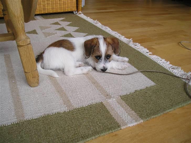 Jack russell terrier bobby - Man blir`træt af at jagte katte billede 2