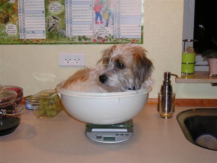 Jack russell terrier bobby - Jeg vokser og blir` "stor og farlig" billede 3