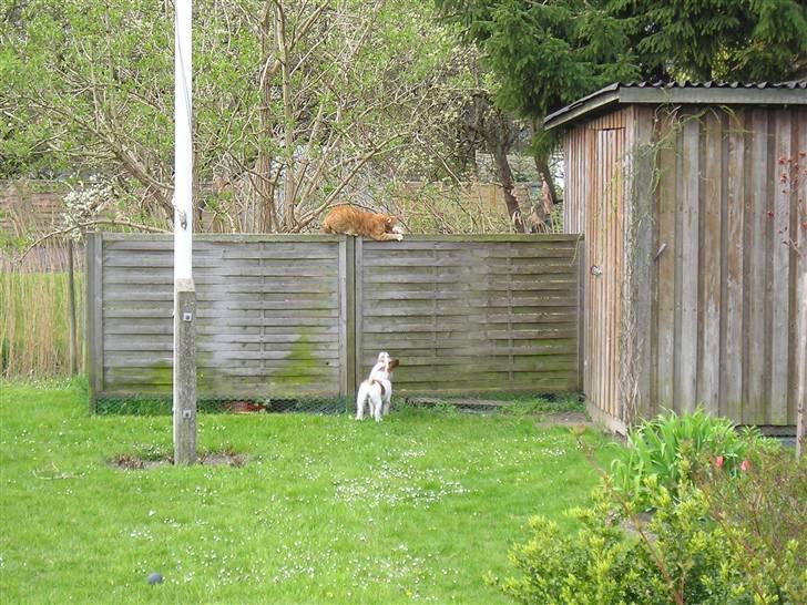 Jack russell terrier bobby - altid sjovt at jagtevores kat billede 4