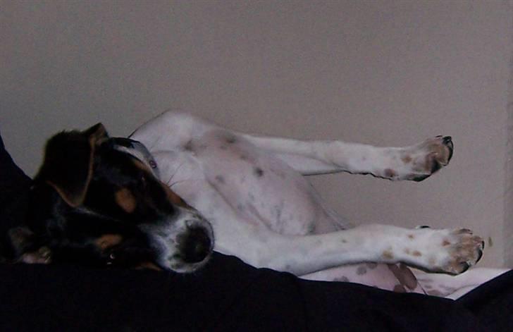 Dansk svensk gaardhund walter billede 1