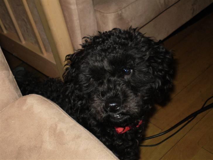 Dværgpuddel Choco - hej jeg hedder Choco er der mon nogle der gider lege med mig??? billede 1