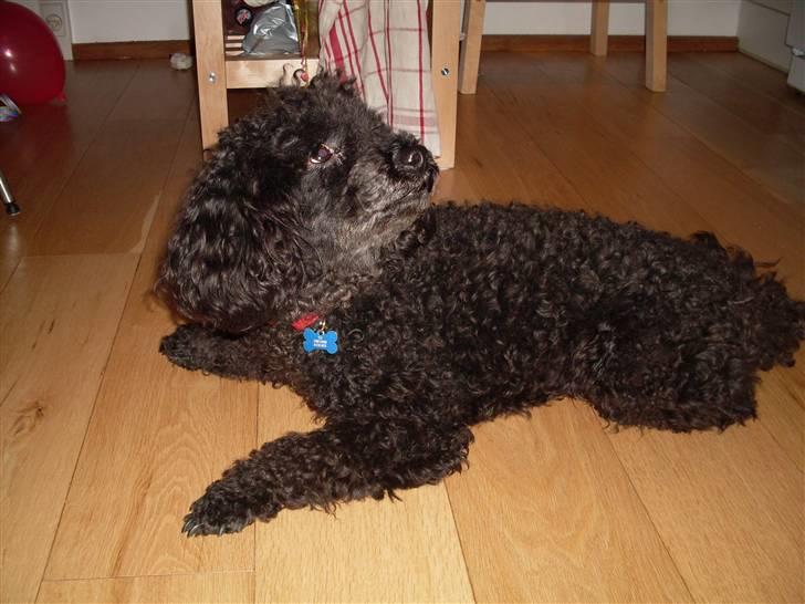 Dværgpuddel Choco billede 2