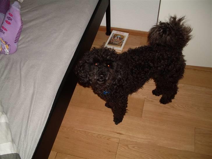 Dværgpuddel Choco billede 3