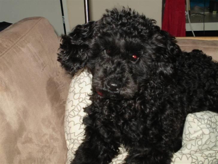 Dværgpuddel Choco billede 4