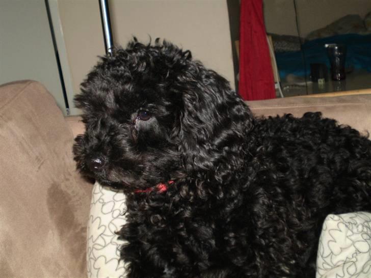 Dværgpuddel Choco billede 5