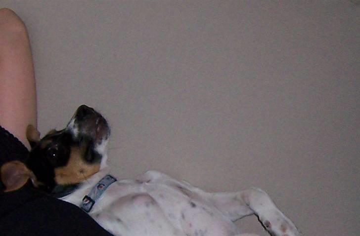 Dansk svensk gaardhund walter billede 3