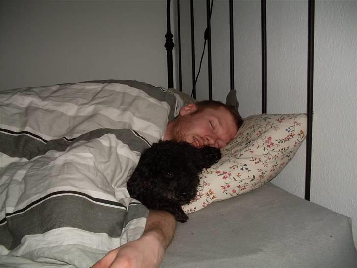 Dværgpuddel Choco billede 6