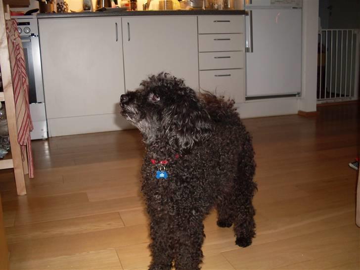 Dværgpuddel Choco billede 7