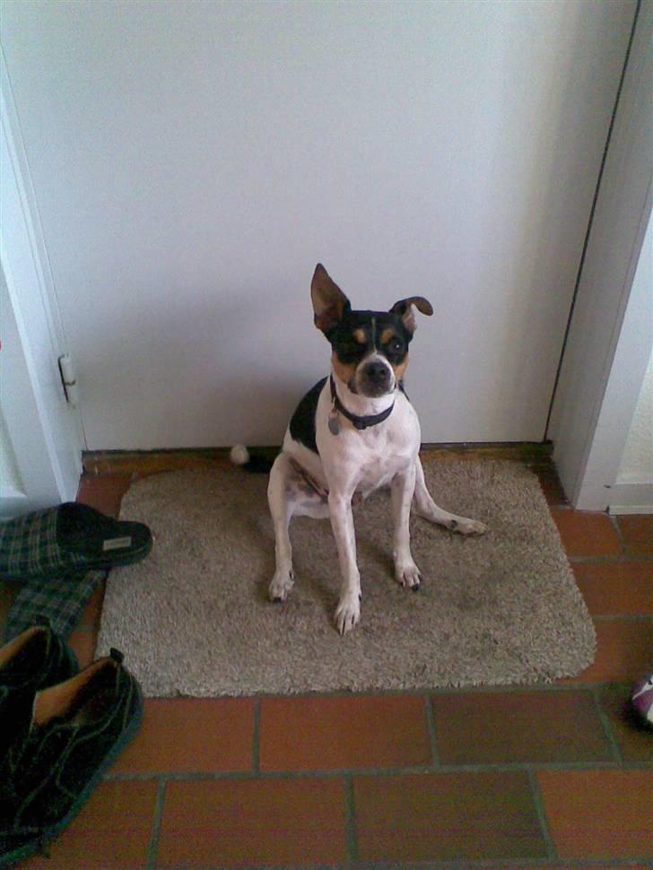 Dansk svensk gaardhund walter - SKAL  VI  UD  OG  GÅ  NU  ? billede 4