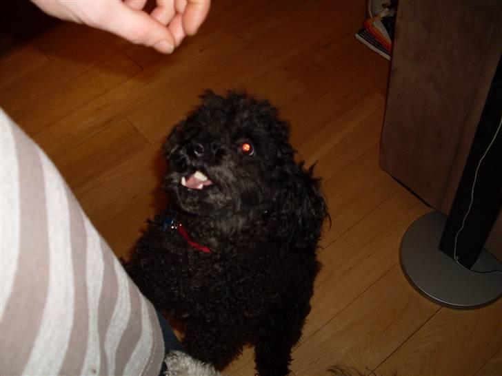 Dværgpuddel Choco billede 8