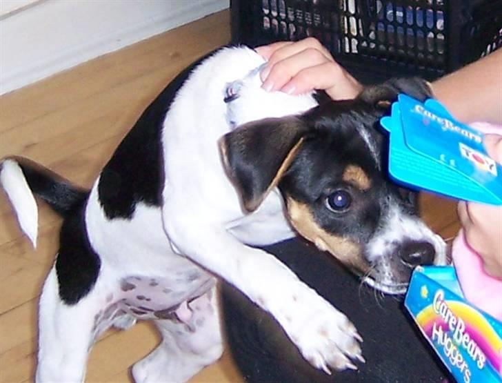 Dansk svensk gaardhund walter billede 5