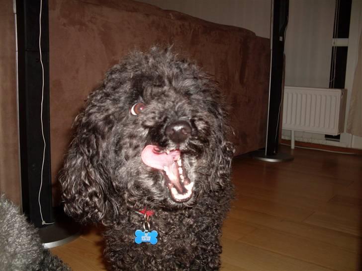 Dværgpuddel Choco billede 9