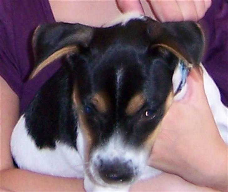 Dansk svensk gaardhund walter billede 6