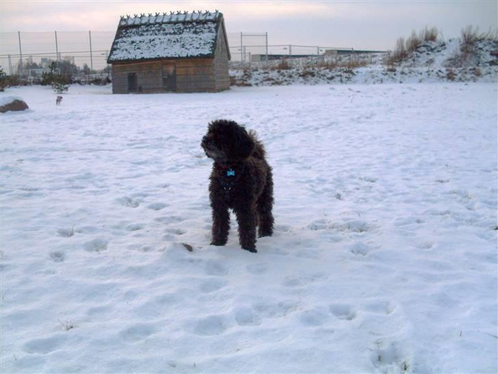 Dværgpuddel Choco billede 10