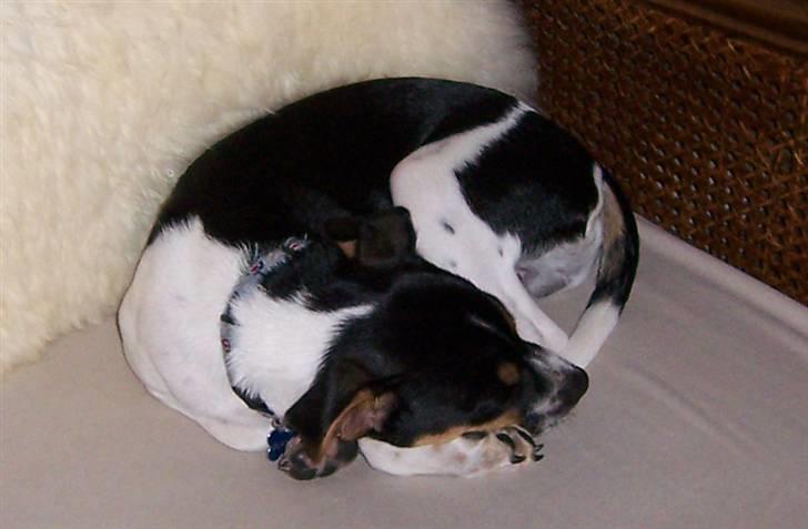 Dansk svensk gaardhund walter billede 7