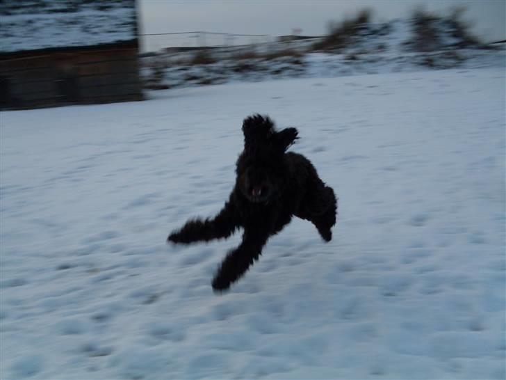 Dværgpuddel Choco - her kommer jeg billede 11