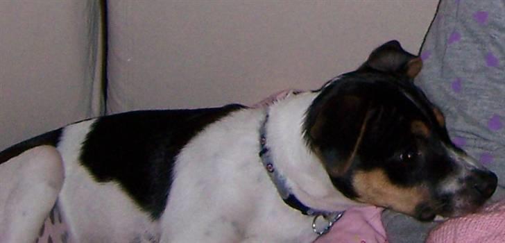 Dansk svensk gaardhund walter billede 8