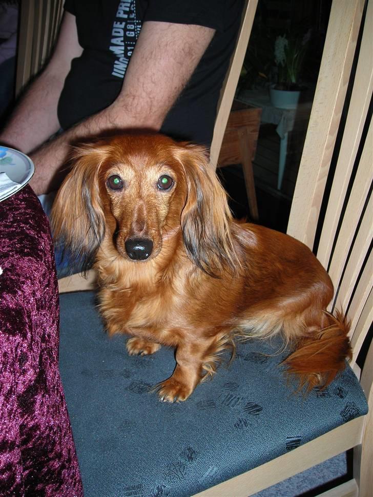 Gravhund Gry billede 5