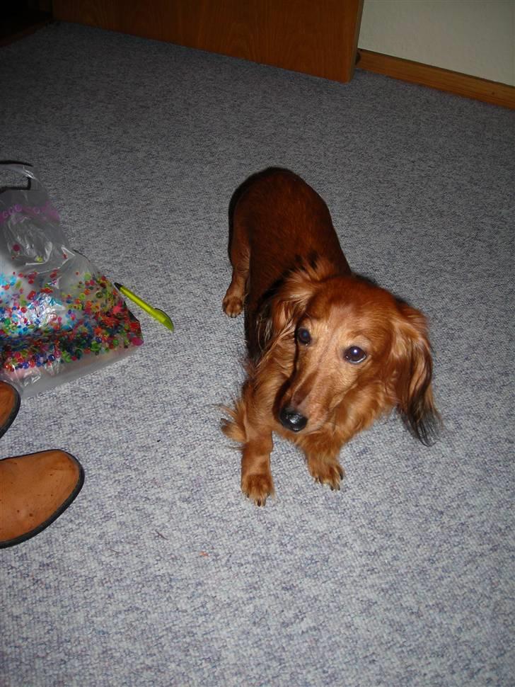 Gravhund Gry billede 6