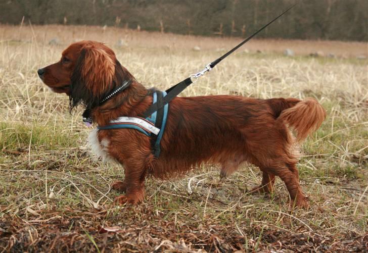 Blanding af racer Sirius billede 8