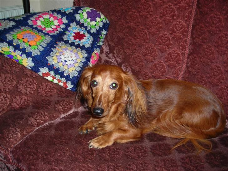 Gravhund Gry billede 7