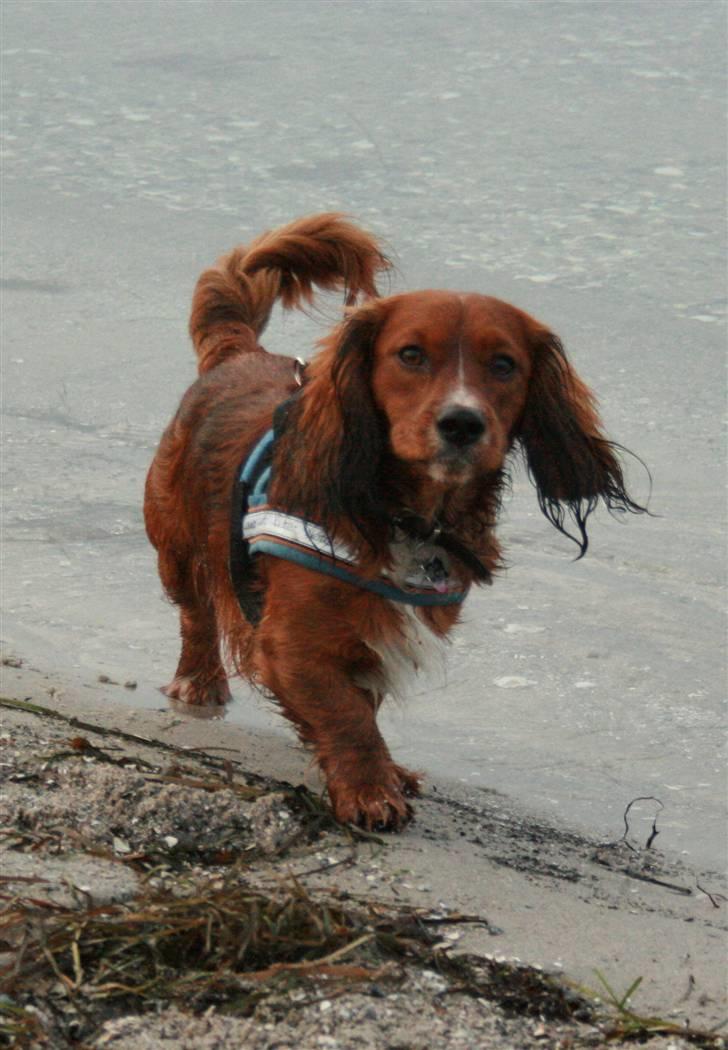 Blanding af racer Sirius billede 9