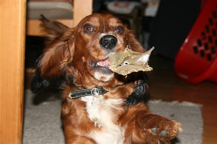 Blanding af racer Sirius billede 10