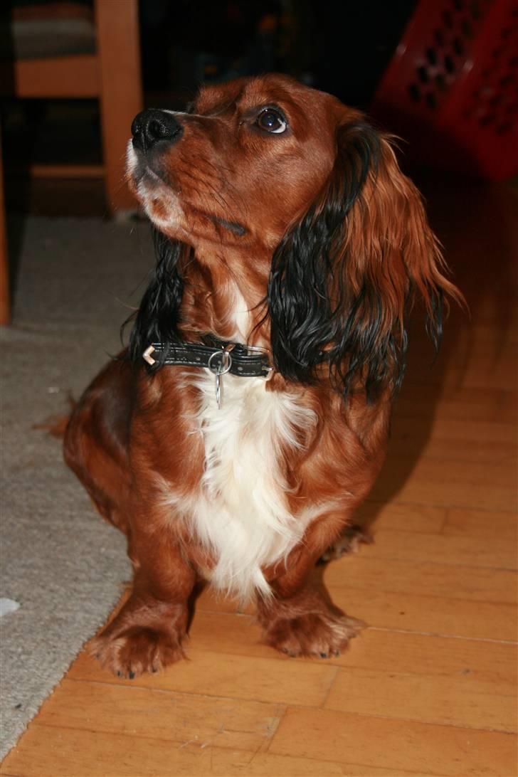 Blanding af racer Sirius billede 11