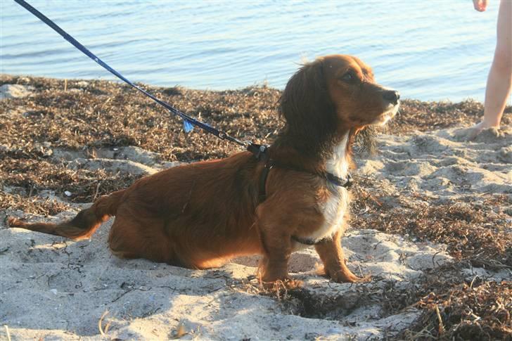 Blanding af racer Sirius billede 12