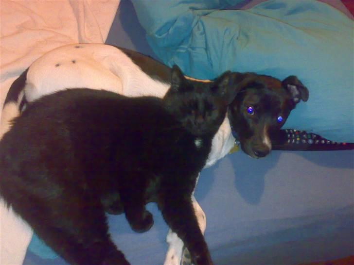 Dansk svensk gaardhund Chicco - Så er der dømt hygge billede 19