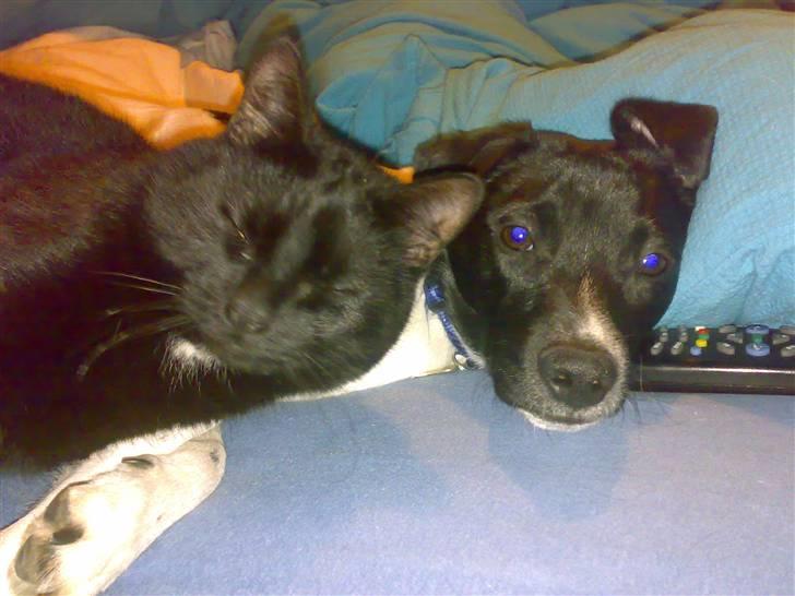 Dansk svensk gaardhund Chicco - Chicco rå hygger med Mikkel billede 20