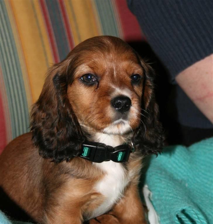 Blanding af racer Sirius billede 13