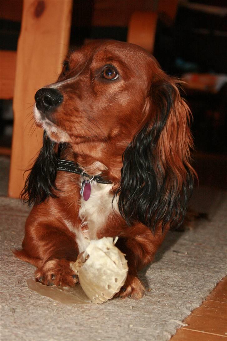 Blanding af racer Sirius billede 14