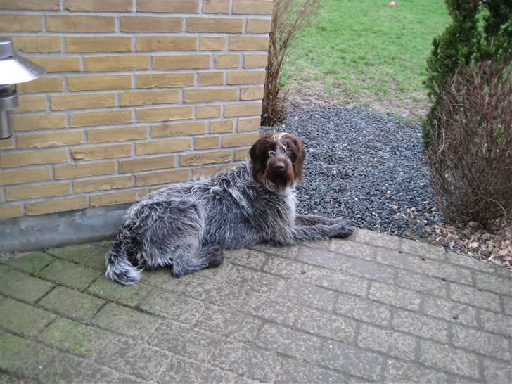 Ruhåret hønsehund Sika  billede 12