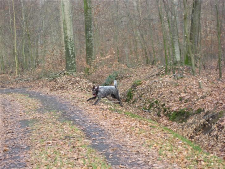 Ruhåret hønsehund Sika  - neaj hvor jeg elsker at lege i skoven billede 13