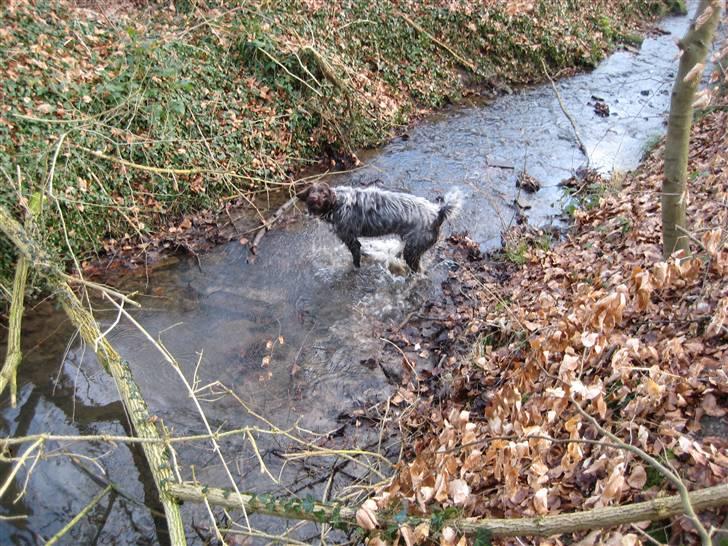 Ruhåret hønsehund Sika  - Det er altid dejligt at komme lidt i vandet, også selvom det stadig er noget koldt. Jeannet synes heller ikke om det og kalder på mig hele tiden. billede 14