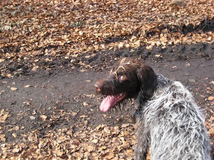 Ruhåret hønsehund Sika  - Puha det er hårdt at være i skoven billede 15