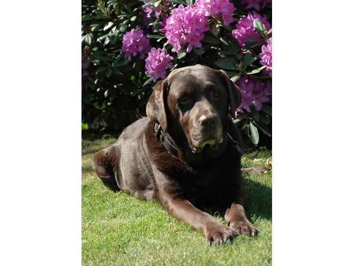 Labrador retriever Nutella billede 1