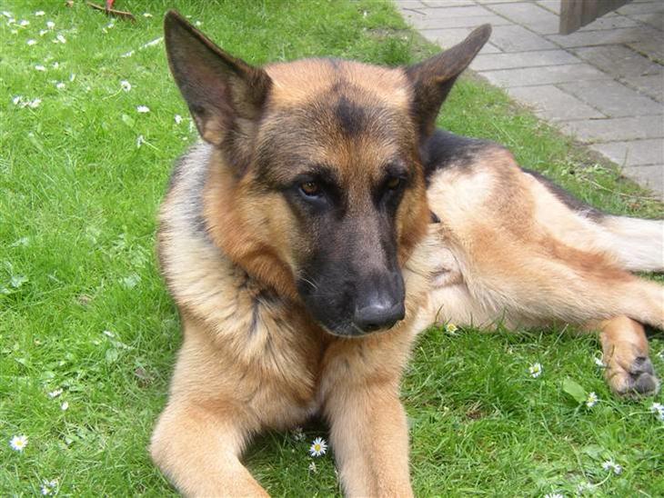 Schæferhund Chivas, RIP billede 1