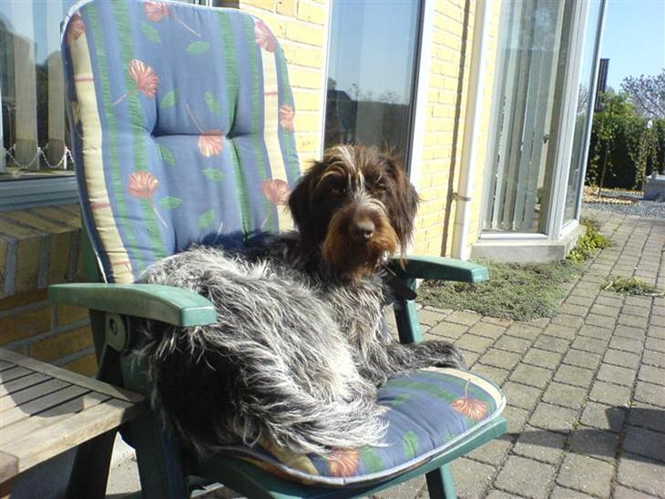 {{currentPhoto.altText}} billede {{currentPhoto.number}}